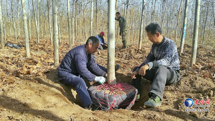 東營(yíng)區(qū)史口鎮(zhèn)潤(rùn)泰農(nóng)民種植專業(yè)合作社 '扶貧樹(shù)'變身'搖錢樹(shù)'的致富之路