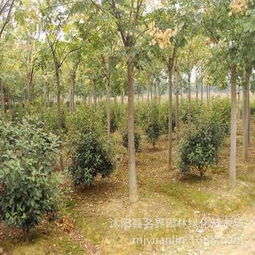 守護(hù)城市綠蔭 名界園林黃山欒樹(shù)的四季美學(xué)與經(jīng)濟(jì)價(jià)值