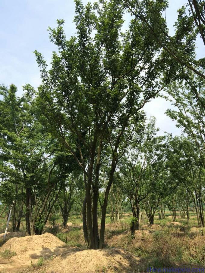 叢生樸樹(shù)種植方法詳解 從選苗到養(yǎng)護(hù)的全流程指南
