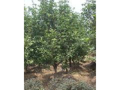 陡門苗圃 大量供應(yīng)精品八月桂花樹(shù)，專注園林綠化苗木品質(zhì)