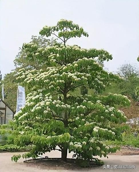 十年樹(shù)木，植樹(shù)節(jié)種出“金元寶”的秘密