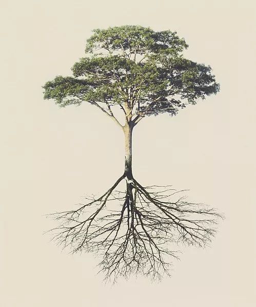 綠化苗木移植過(guò)程中土球散了怎么辦？