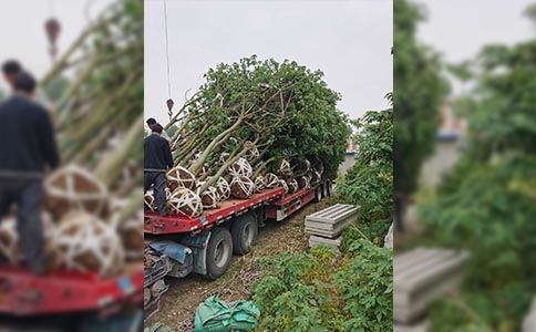 濟南苗木