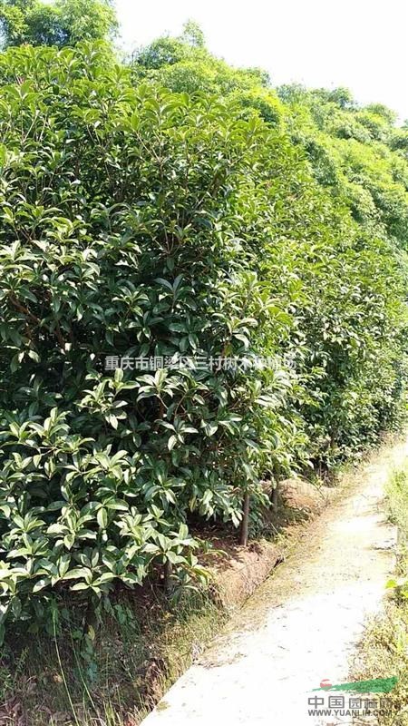 綠意蔥蘢興鄉村——重慶市銅梁區三村樹木種植場發展紀實