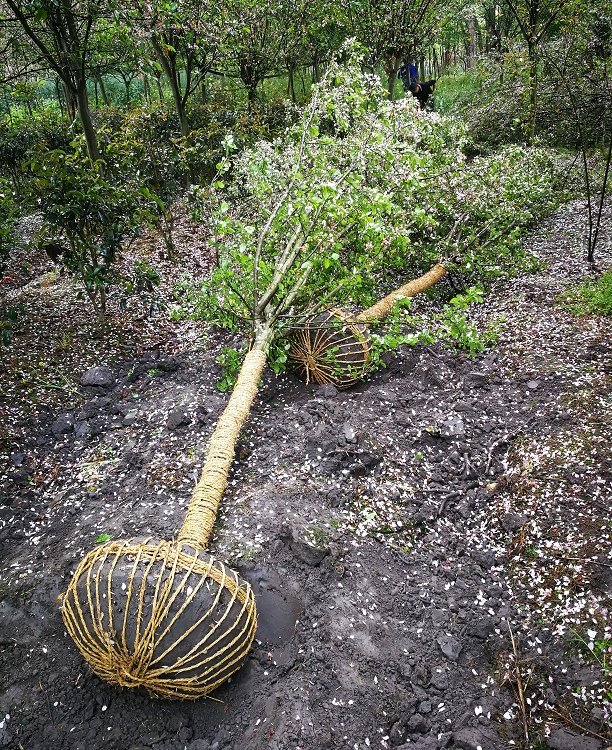 成都西府海棠種植基地 供應北美海棠，直發全國工程景觀